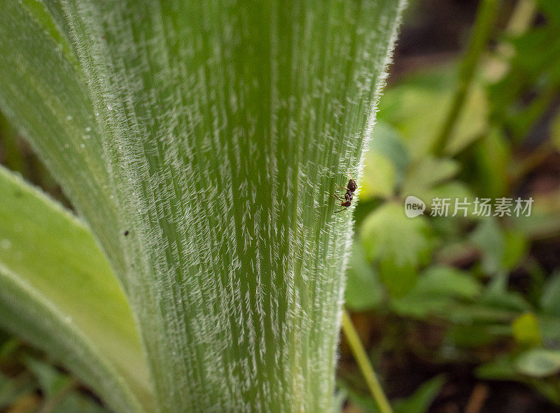 蚂蚁沿着植物的茎走。