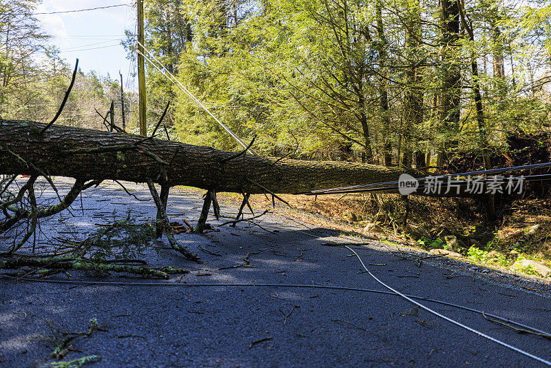 在波科诺斯山区的林地地区，由于树木倒下而设置路障。