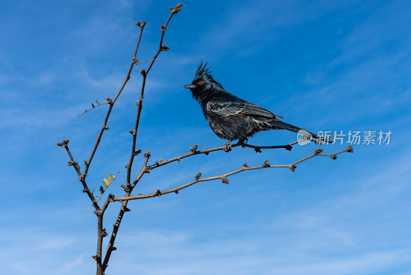 男性Phainopepla