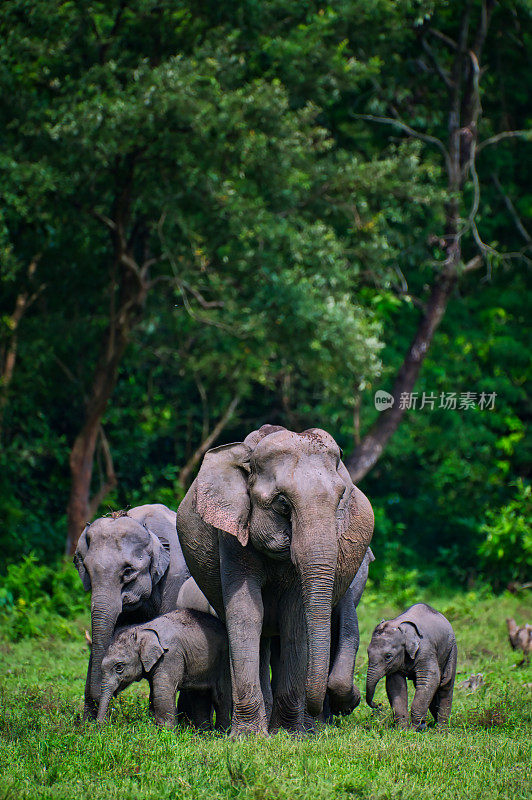 完美的亚洲象家族