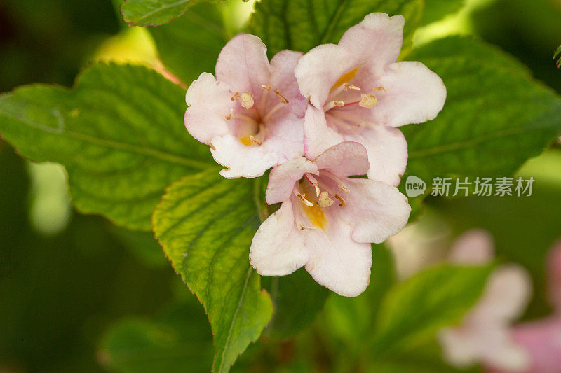 粉红色的日本Weigela花