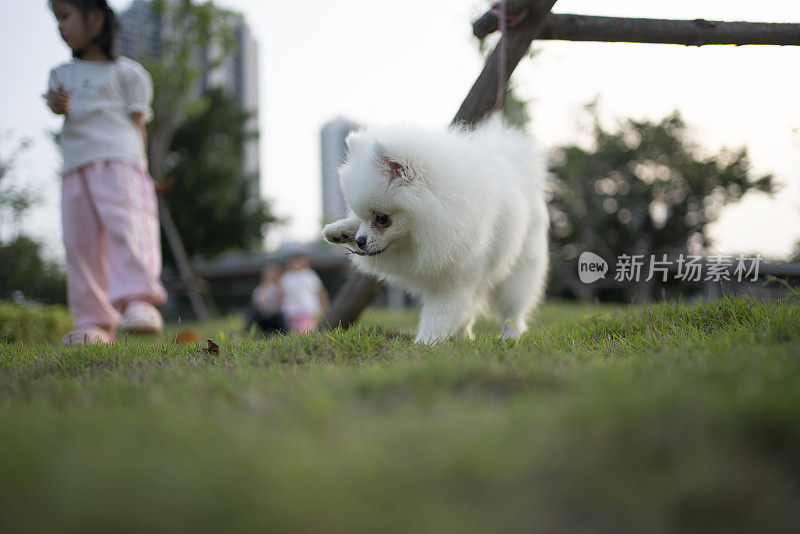 亚洲小女孩在户外与她的宠物狗互动