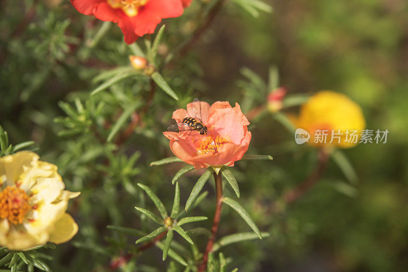 盛开的苔蔷薇(马齿苋)