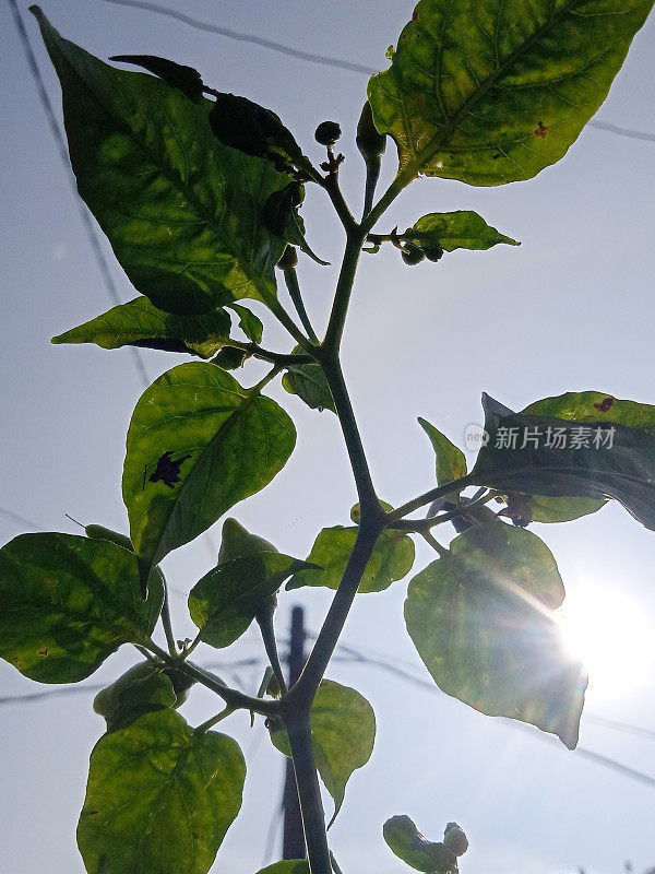 辣椒植物