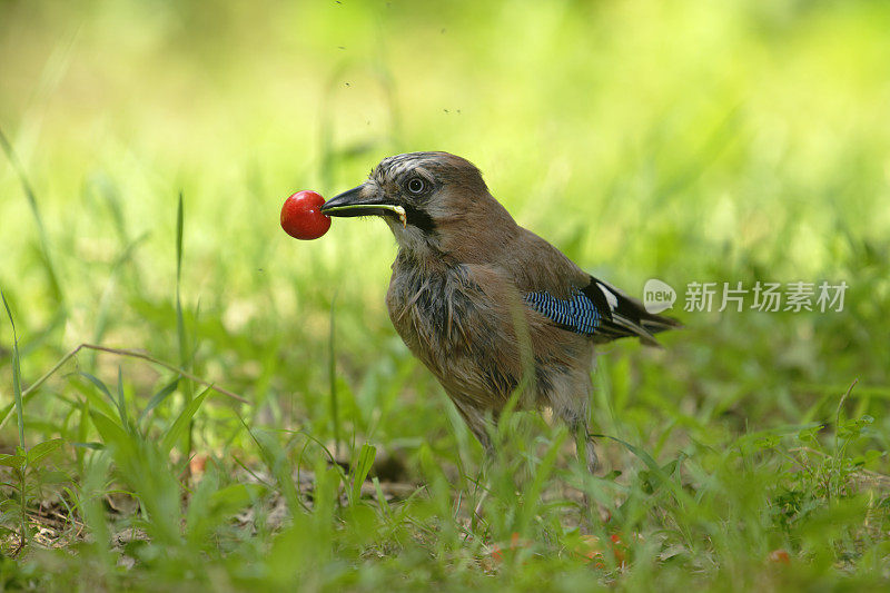 樱桃欧亚松鸦