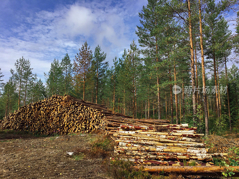 森林木材工业芬兰木材采伐