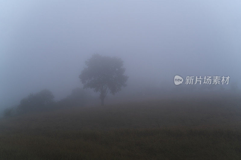 在雾天，田野里唯一看得见的树