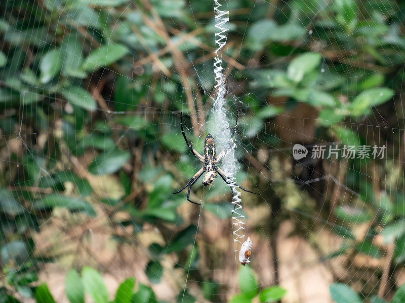 一只黑黄相间的花园蜘蛛正在吃它的猎物