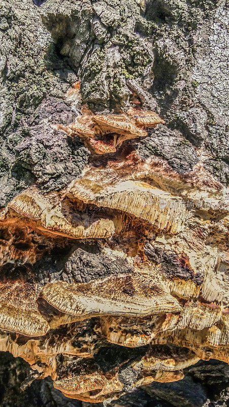 老黑杨树深沟槽树皮上生长的橙色支架真菌的高分辨率图像