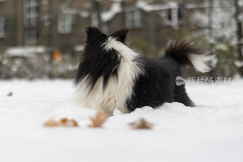 设得兰牧羊犬在雪地里玩耍