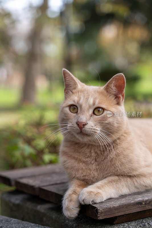 可爱的小黄猫