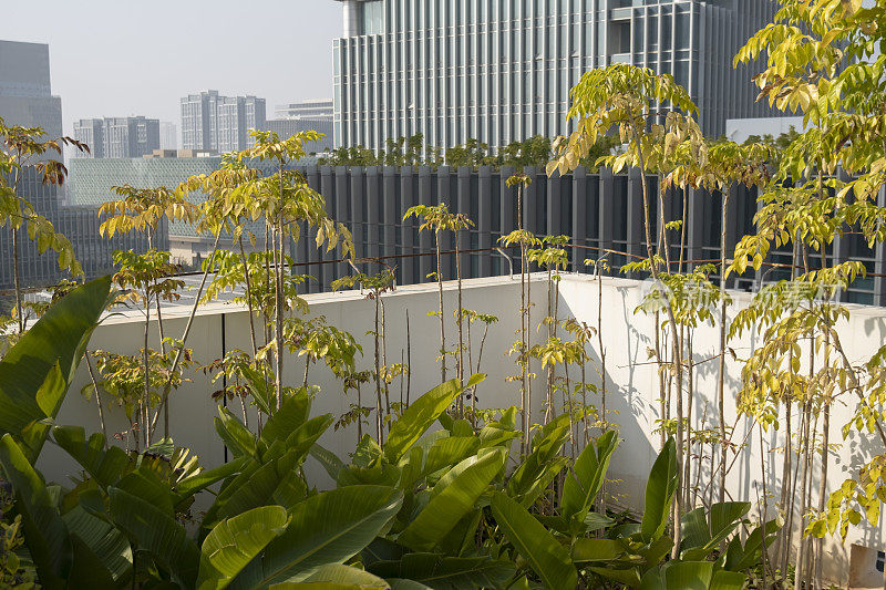 城市屋顶花园中的绿色植物