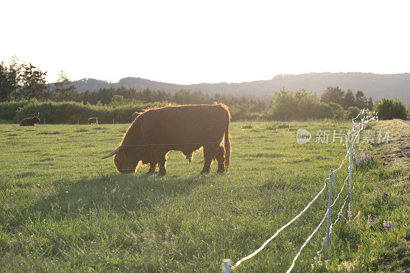 高地品种。草地上毛茸茸的红牛在啃草。农业和奶牛养殖。毛茸茸的高原牛在绿色的草地上吃草。夕阳下，牧场上的红牛和小牛沐浴在阳光下