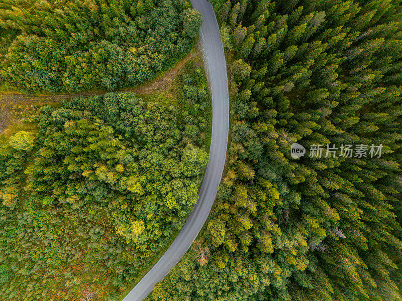 森林道路的全景图