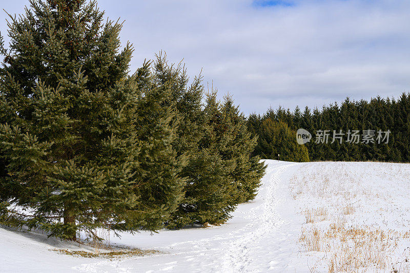 加拿大安大略省雪地里的徒步小径