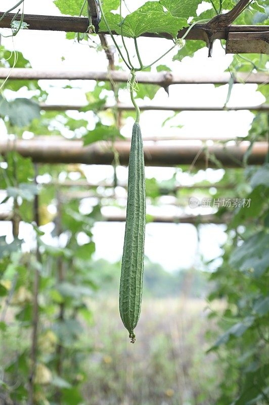 丝瓜，新鲜的葫芦科园林绿色蔬菜