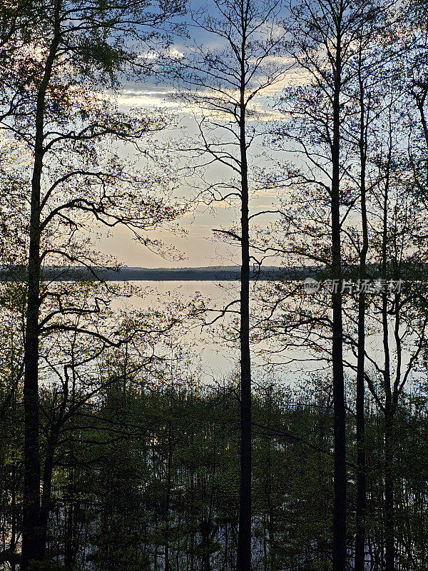 森林里湖上美丽的日落。树的轮廓。春天。
