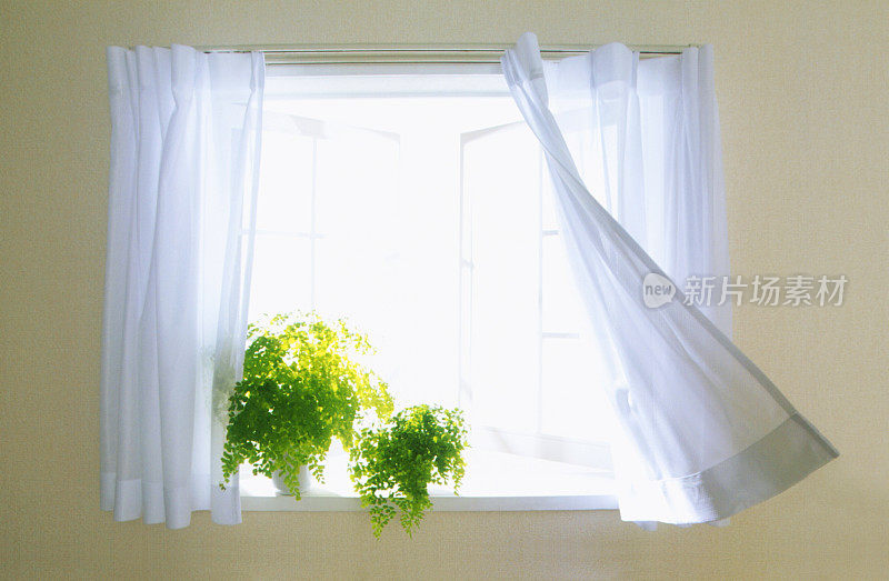 微风中有盆栽和窗帘的窗户