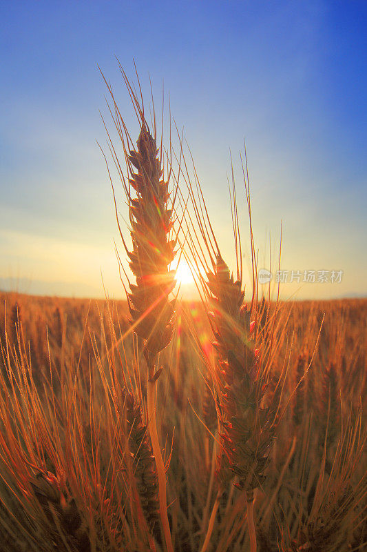 在清晨的阳光下，麦田里小麦穗的特写