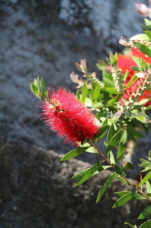 红瓶刷花，一种在意大利的澳大利亚本土植物