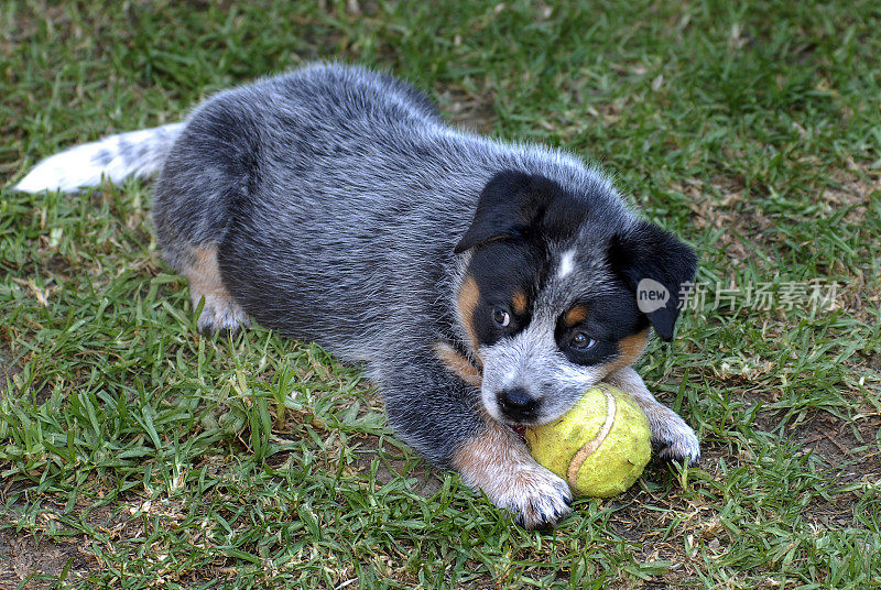 澳大利亚，草地上的蓝色Heeler小狗和网球