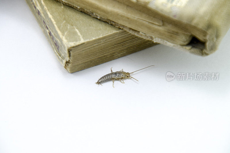 有害的书籍和报纸。以纸蠹虫为食的昆虫