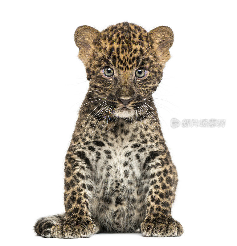 坐着的斑点豹幼豹，7周大