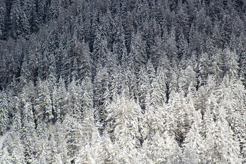 冰雪覆盖的冬季山林景观