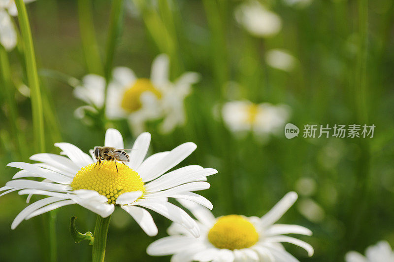 白色雏菊和蜜蜂