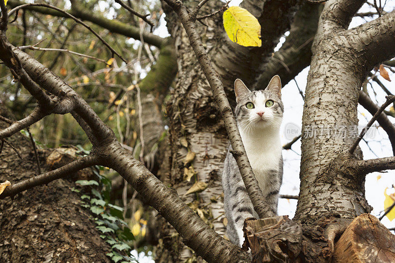 秋天，虎斑猫坐在树上