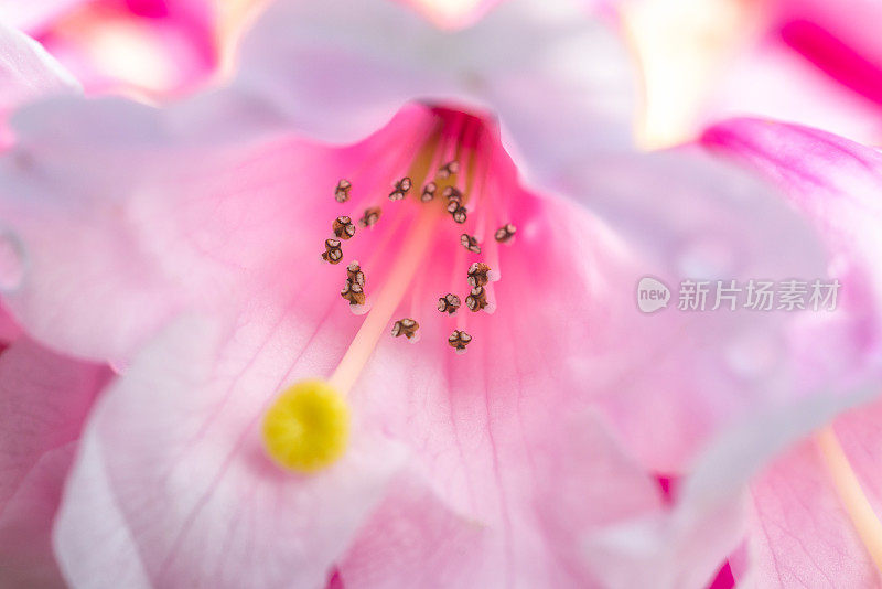 罗多登龙·卡洛菲图姆