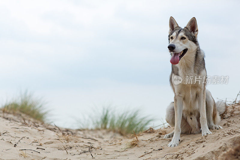 狗坐在沙丘上的沙地上