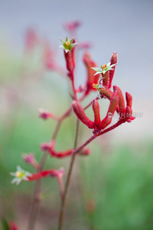 红袋鼠爪花