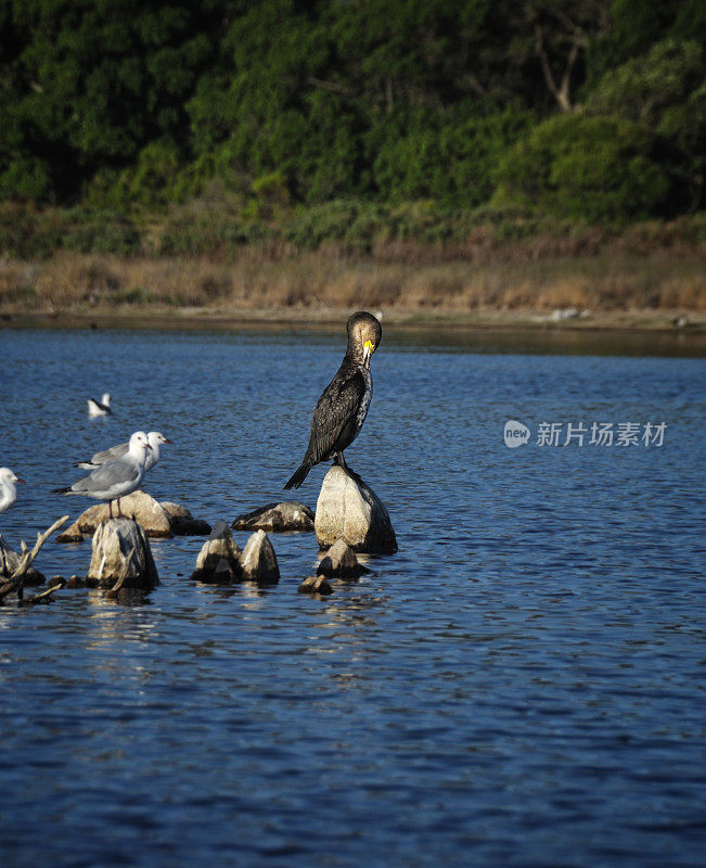 鸬鹚和海鸥