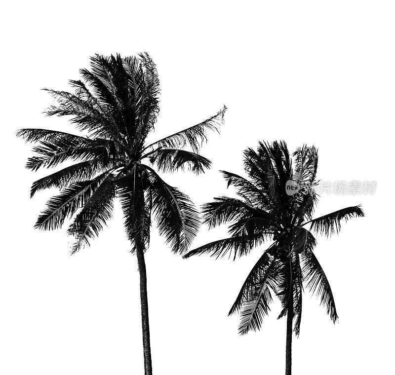 白色背景上孤立的棕榈树