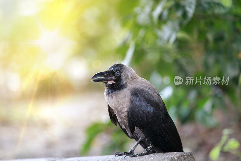 黑乌鸦