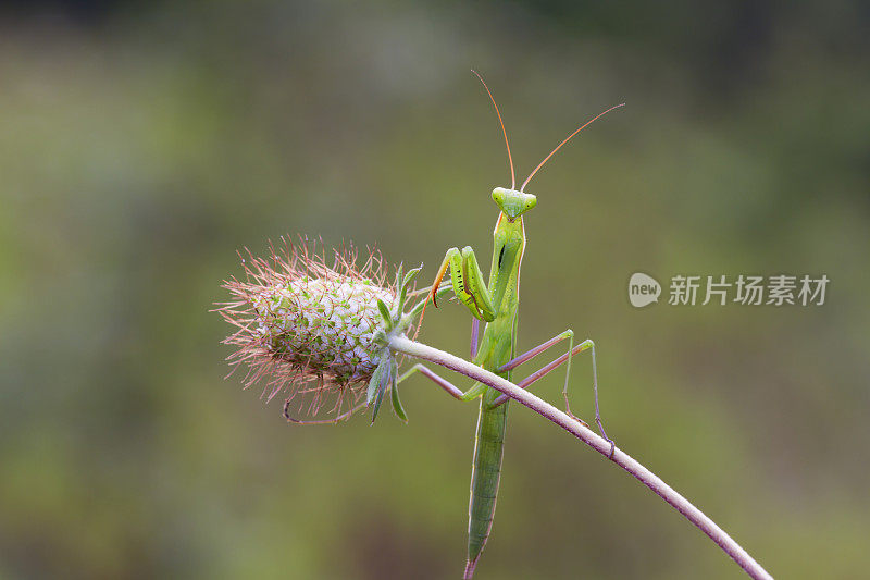 螳螂在花