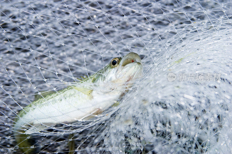 渔网里的鱼