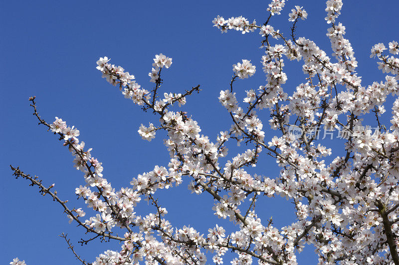 杏仁树开花