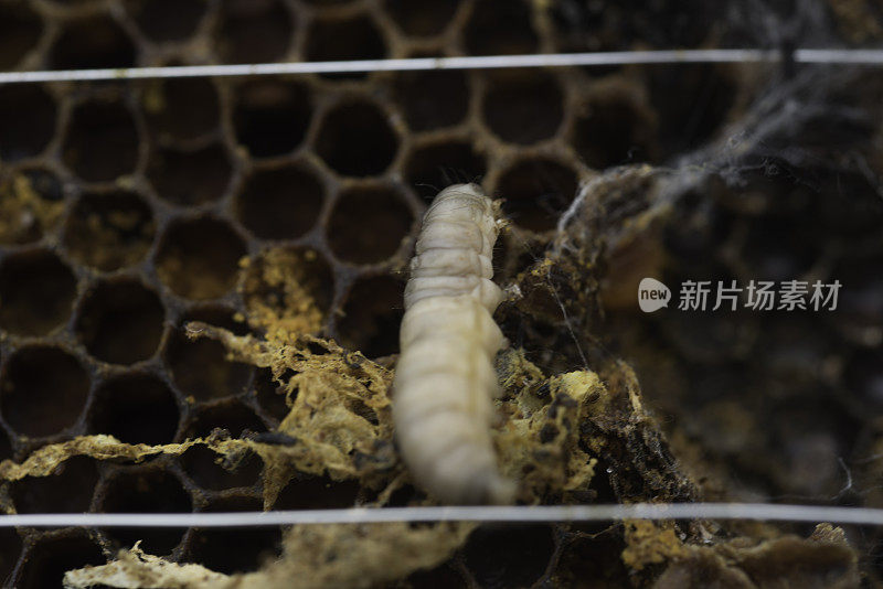 蜡蛾幼虫在蜜蜂的蜡架上