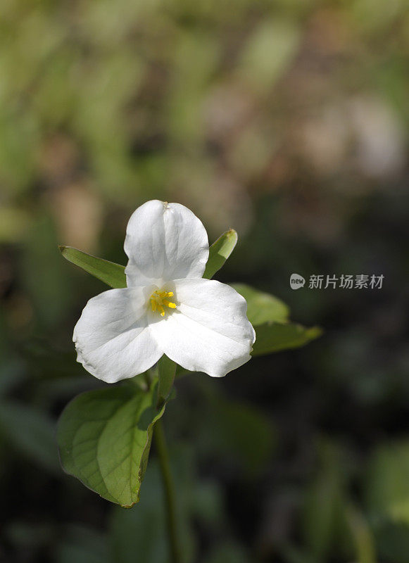 延龄草属植物的花