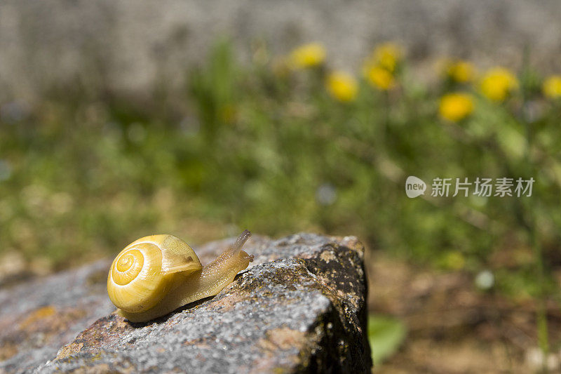 蜗牛在岩石上爬
