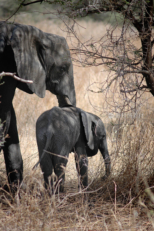 大象妈妈和小象