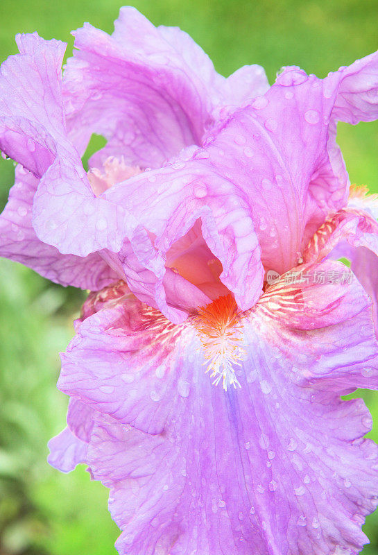 髯鸢尾花开花雨滴