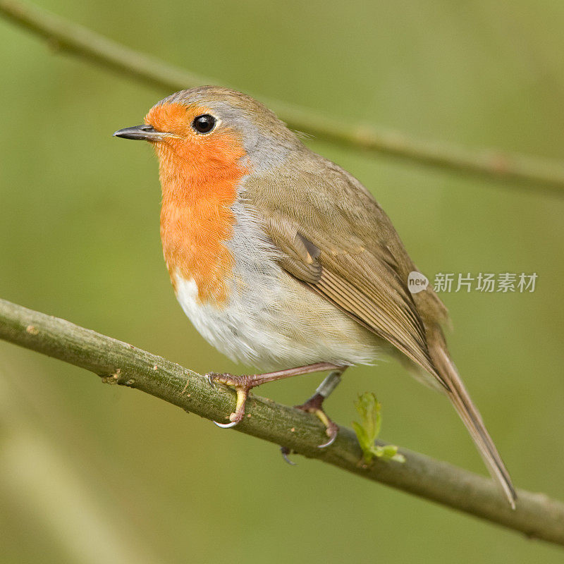 罗宾(红心rubecula)