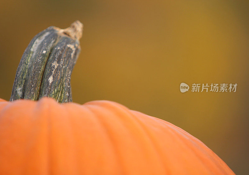 南瓜接近轮廓与秋天的颜色背景