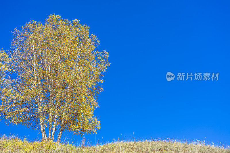 秋天的风景