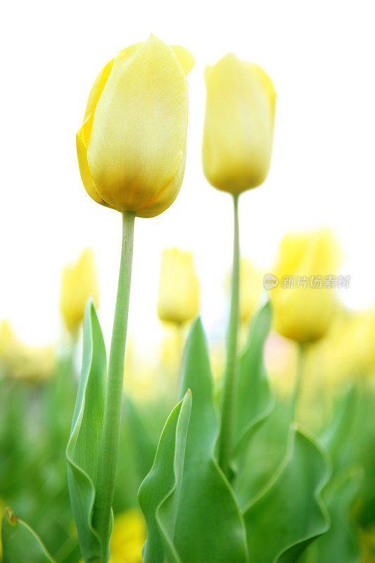 黄色郁金香花园