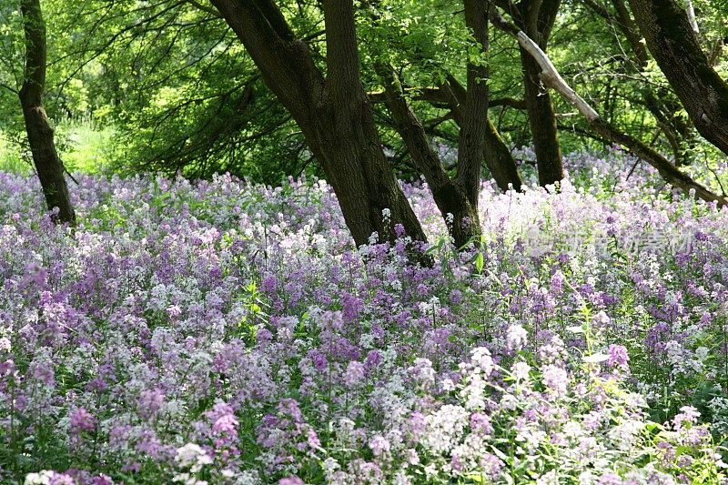 森林野花