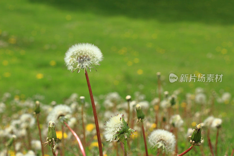 领域的蒲公英